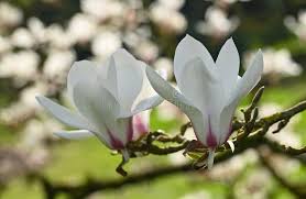 Attēlu rezultāti vaicājumam “Magnolia cylindrica”