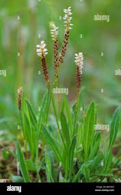 Attēlu rezultāti vaicājumam “Bistorta vivipara flower”