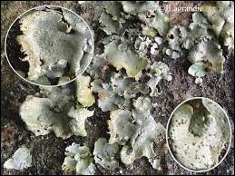 Attēlu rezultāti vaicājumam “Dermatocarpon miniatum”