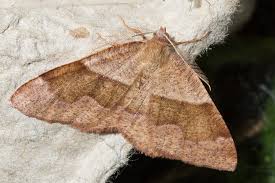 Attēlu rezultāti vaicājumam “Plagodis pulveraria”