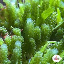 Attēlu rezultāti vaicājumam “Chlorophyta”