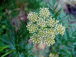 Attēlu rezultāti vaicājumam “Conioselinum tataricum”