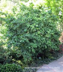 Attēlu rezultāti vaicājumam “Corylus avellana”