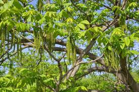 Attēlu rezultāti vaicājumam “Juglans mandshurica leaf”
