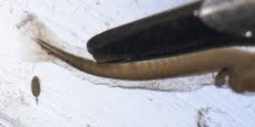 Image result for Sebastes fasciatus