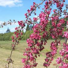 Attēlu rezultāti vaicājumam “Malus purpurea flower”