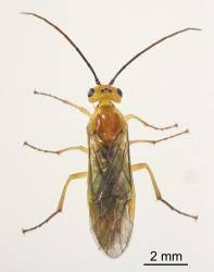 Attēlu rezultāti vaicājumam “Nematus salicis”