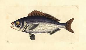 Image result for Archosargus rhomboidalis