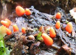 Attēlu rezultāti vaicājumam “Lycogala ustulatum”