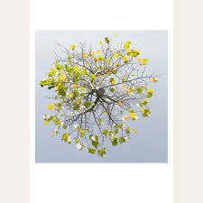 Attēlu rezultāti vaicājumam “Tilia x vulgaris”