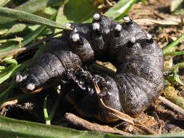 Attēlu rezultāti vaicājumam “Cucullia umbratica”