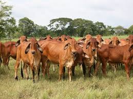 Image result for ganado bovino