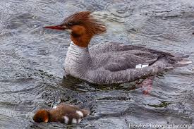 Attēlu rezultāti vaicājumam “Anseriformes”