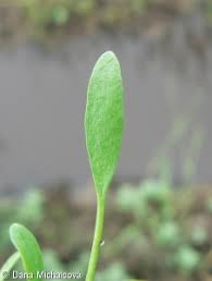 Attēlu rezultāti vaicājumam “Limosella aquatica leaf”