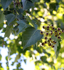 Attēlu rezultāti vaicājumam “Crataegus”