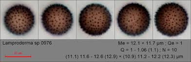 Attēlu rezultāti vaicājumam “Lamproderma ovoideum stalked”