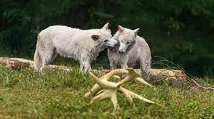 Image result for Weston Rhyn Wolves