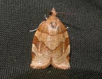 Attēlu rezultāti vaicājumam “Pandemis cerasana”