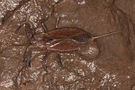 Attēlu rezultāti vaicājumam “Nepa cinerea imago”