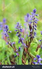 Attēlu rezultāti vaicājumam “Polygala amarella flower”