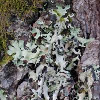 Attēlu rezultāti vaicājumam “Parmelia submontana”