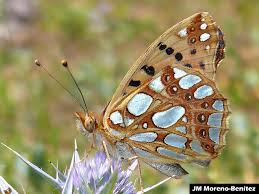 Attēlu rezultāti vaicājumam “Issoria lathonia upperside”