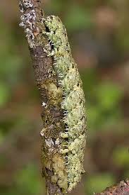 Attēlu rezultāti vaicājumam “Laspeyria flexula”