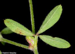 Attēlu rezultāti vaicājumam “Trifolium arvense leaf”