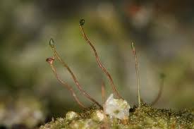 Attēlu rezultāti vaicājumam “Funariales”