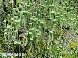 Attēlu rezultāti vaicājumam “Cladonia fimbriata”