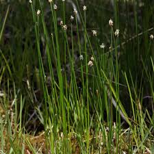 Attēlu rezultāti vaicājumam “Eleocharis palustris”
