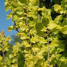 Attēlu rezultāti vaicājumam “Ulmus x hollandica leaf”