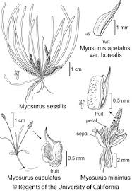 Attēlu rezultāti vaicājumam “Myosurus minimus flower”