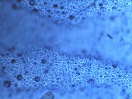 Attēlu rezultāti vaicājumam “Arcyria affinis macro”