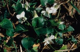 Attēlu rezultāti vaicājumam “Viola arvensis leaf”