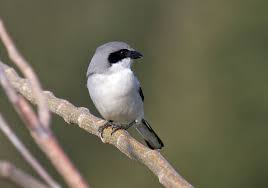 Attēlu rezultāti vaicājumam “Laniidae”