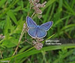Attēlu rezultāti vaicājumam “Phengaris arion”