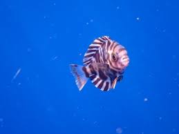 Image result for Schedophilus ovalis