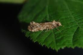 Attēlu rezultāti vaicājumam “Morophaga choragella”