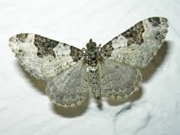 Attēlu rezultāti vaicājumam “Xanthorhoe fluctuata”