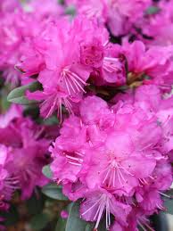 Attēlu rezultāti vaicājumam “rhododendron”