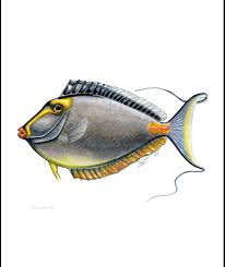 Image result for Naso lituratus