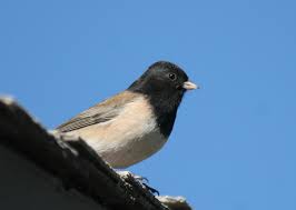 Image result for Junco hyemalis