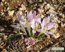 Attēlu rezultāti vaicājumam “Colchicum szovitsii subsp. szovitsii flower”