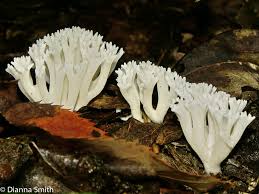 Attēlu rezultāti vaicājumam “Ramariopsis crocea”