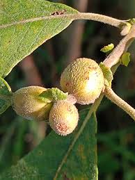 Attēlu rezultāti vaicājumam “Rabdophaga salicis”