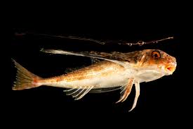 Image result for Dactylopterus volitans