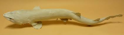 Image result for Scyliorhinus stellaris
