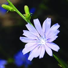 Attēlu rezultāti vaicājumam “Cichorium intybus flower”