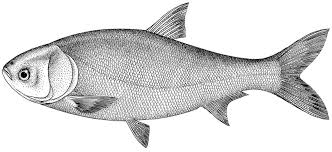 Image result for Cyprinus megalophthalmus